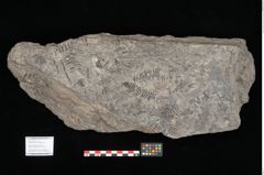 Foto (Objekt + Etikett) von Gleichinites austriacus Ettingshausen (NHMW-GEO-2024-0188-10529)